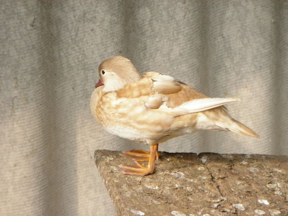 Kleiner Ausflug nach Wieselburg - 