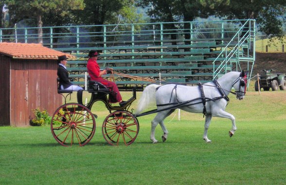 Turniere/Reiten - 