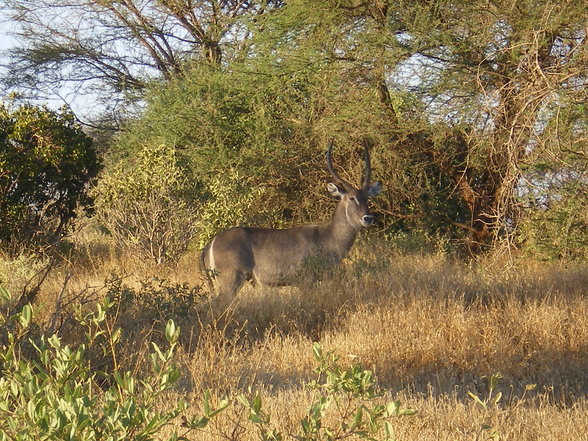 KENIA 2007 TEIL 1 - 