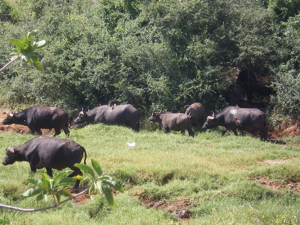 KENIA 2007 TEIL 1 - 