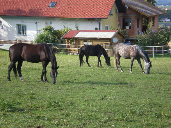 Meine Pferdilein - 