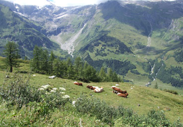 Großglockner am 25.07.2007 - 