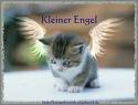 katzen - 