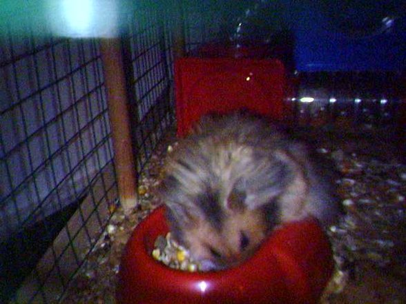 Hamster - 