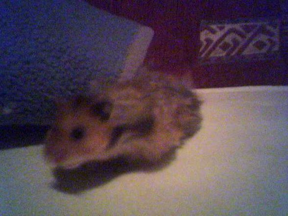 Hamster - 