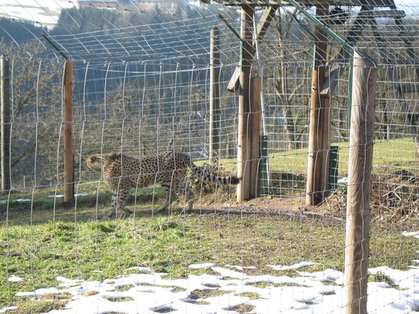 Wildpark Altenfelden - 