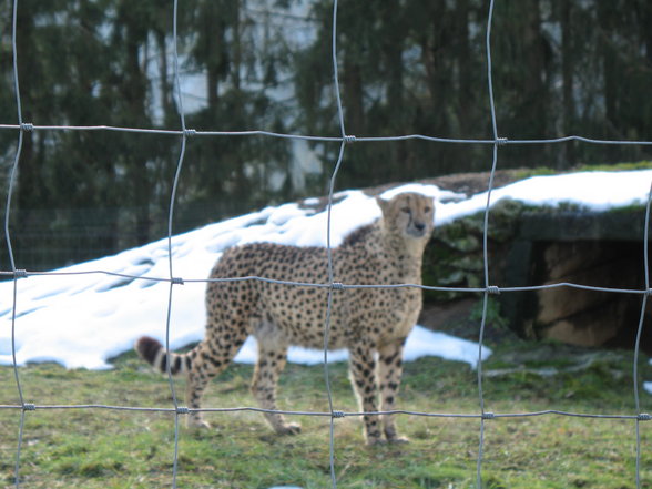 Wildpark Altenfelden - 