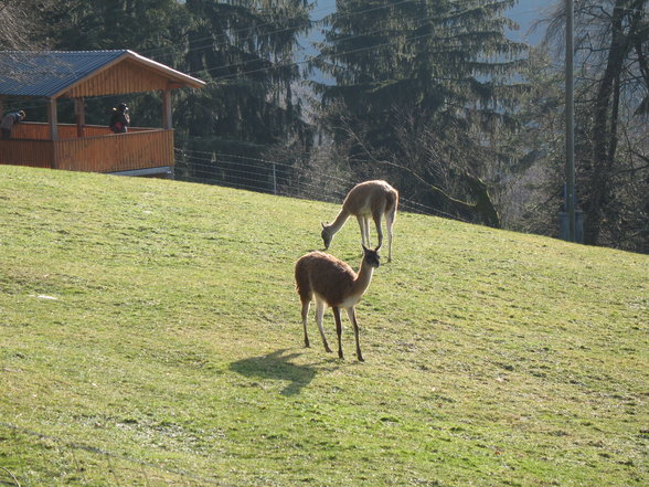 Wildpark Altenfelden - 