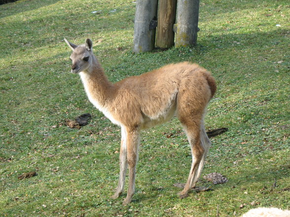 Wildpark Altenfelden - 