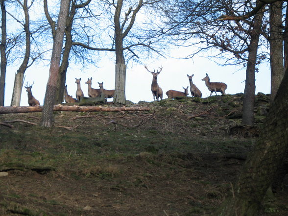 Wildpark Altenfelden - 