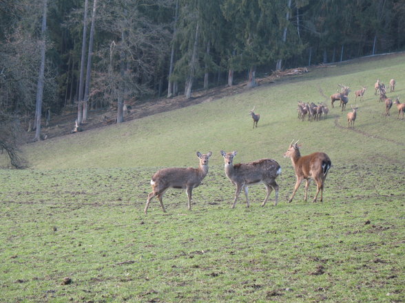 Wildpark Altenfelden - 