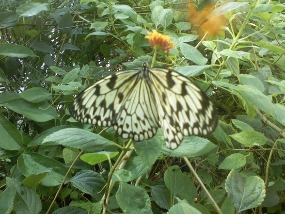 Botanischer Garten Linz - 