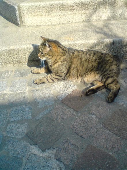 die süße katze meines nachbars - 