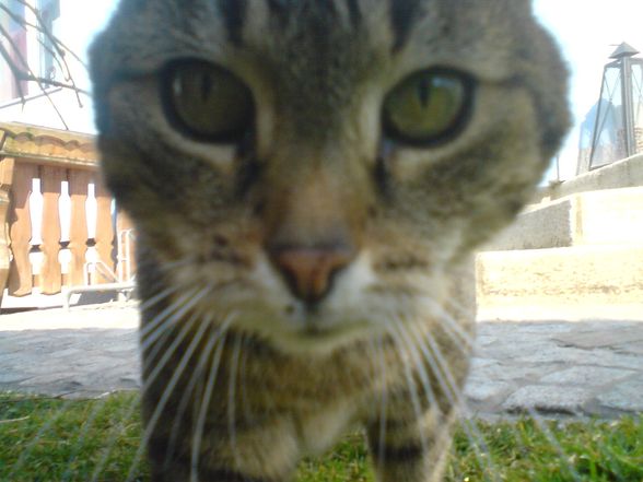 die süße katze meines nachbars - 