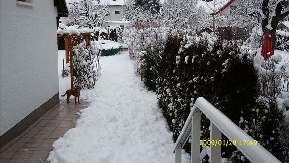 Meine süßen Tiere - 