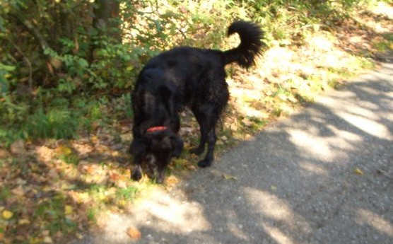 Verstorbener Hund Cindy - 