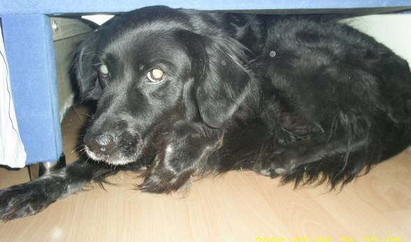 Verstorbener Hund Cindy - 