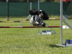 Agility Tuniere - 