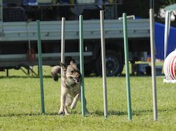 Agility Tuniere - 