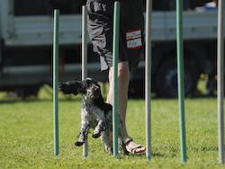 Agility Tuniere - 