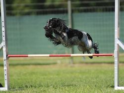 Agility Tuniere - 