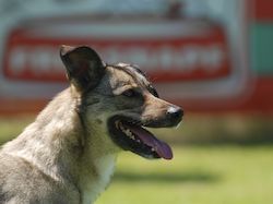 Agility Tuniere - 