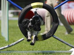 Agility Tuniere - 