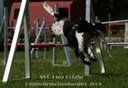 Agility Tuniere - 