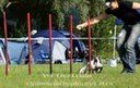 Agility Tuniere - 