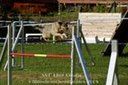 Agility Tuniere - 