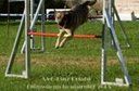 Agility Tuniere - 