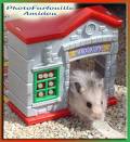 Hamster - 