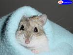 Hamster - 