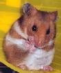 Hamster - 