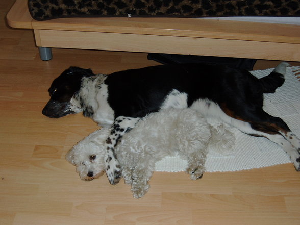 Unsere Hunde - 