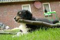 hunde - 