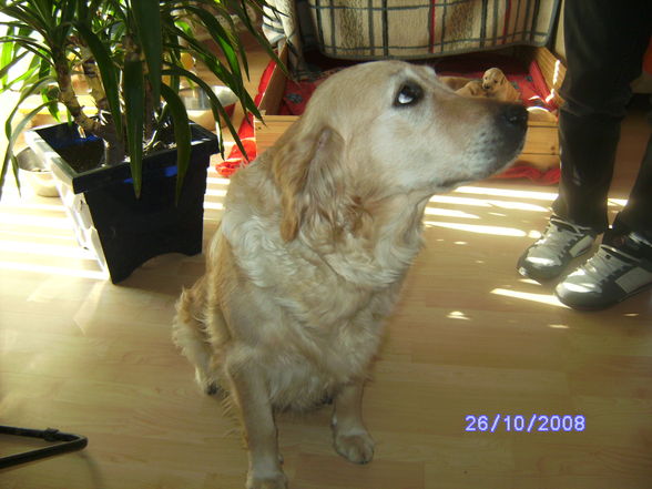 Mein Golden Retriever Jessy  - 