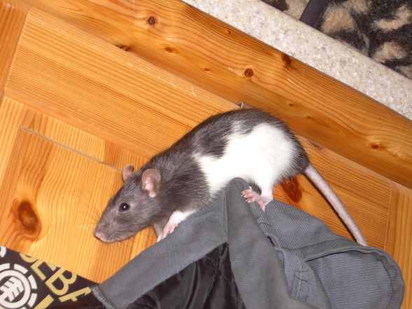 Die Ratte is leider tot. RIP - 