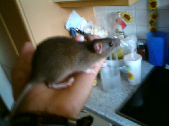 Die Ratte is leider tot. RIP - 