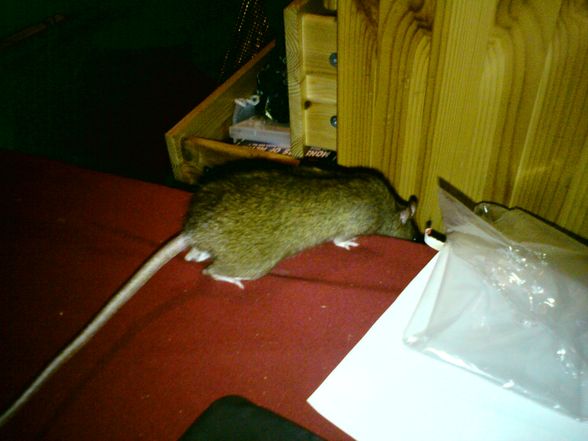 Die Ratte is leider tot. RIP - 