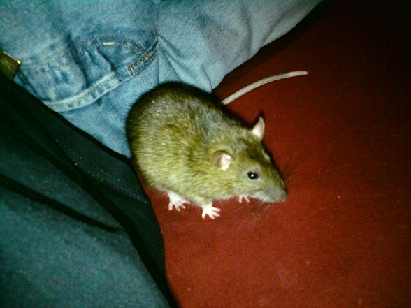 Die Ratte is leider tot. RIP - 