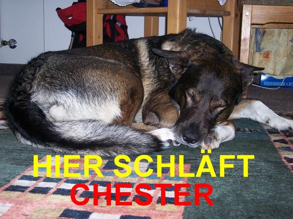 chester - 