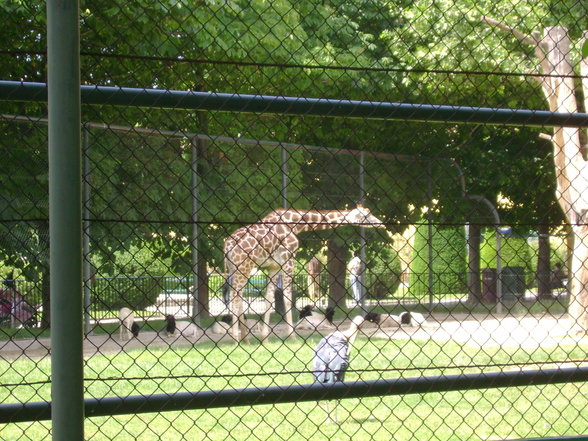 Schönbrunn... - 