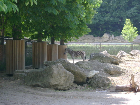 Schönbrunn... - 