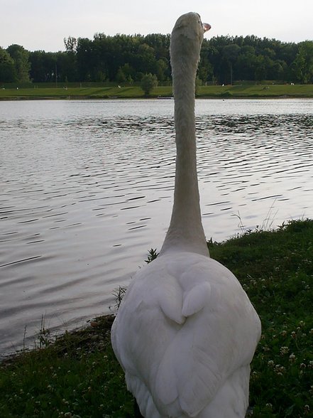 pleschingersee ^^ - 