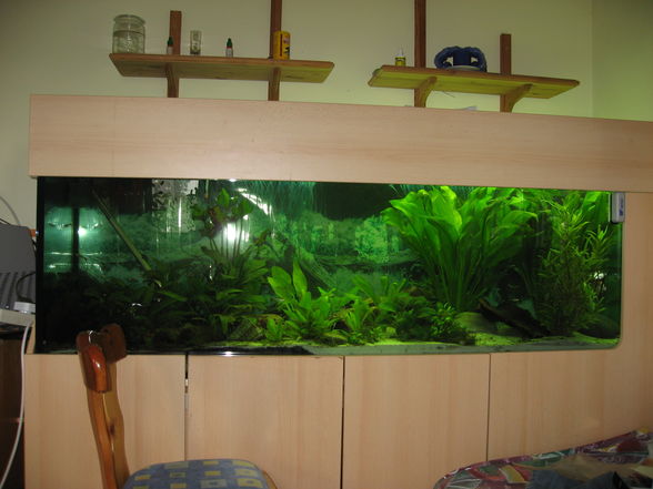 Mein Aquarium - 