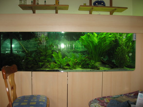 Mein Aquarium - 