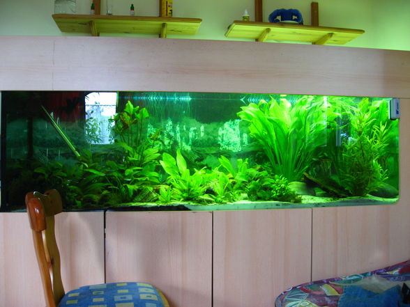 Mein Aquarium - 