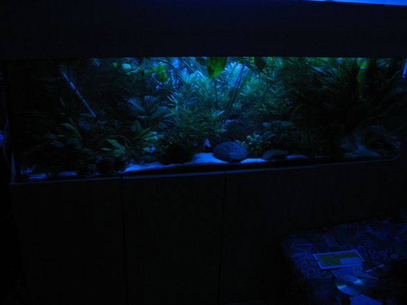 Mein Aquarium - 