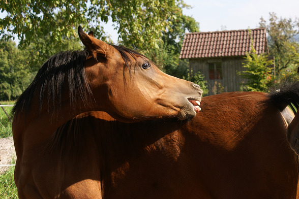 meine kleine pipsi :) DA Pamina - 